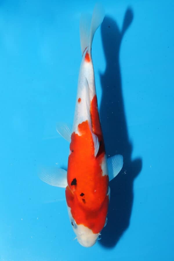 A2840  Auction koi- ISA - PLEASE READ THE NOTES IN THE DESCRIPTION BEFORE BIDDING.