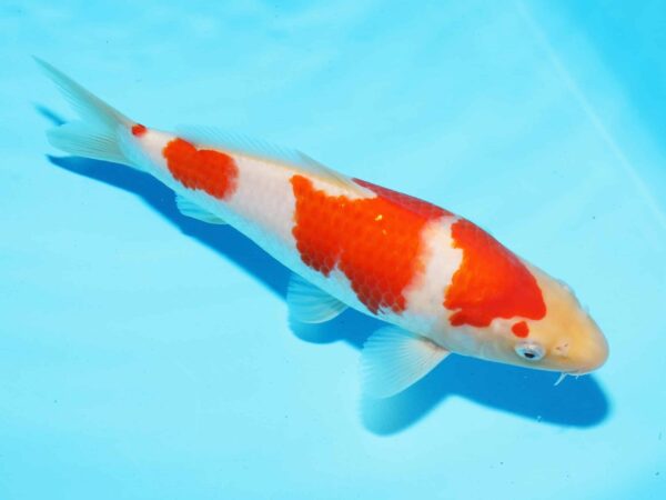 A2845  Auction koi-  PLEASE READ THE NOTES IN THE DESCRIPTION BEFORE BIDDING. - Image 3