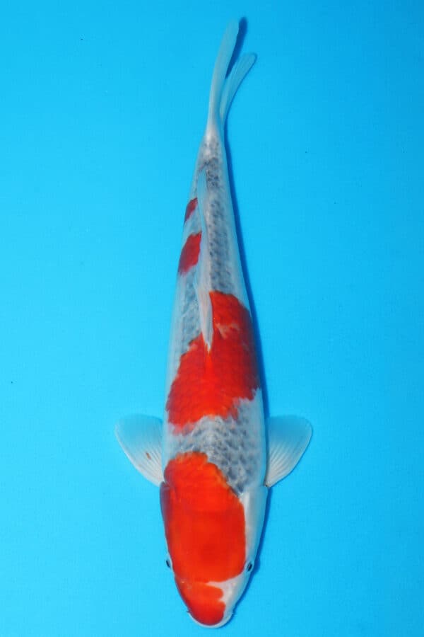 A2850  Auction koi- PLEASE READ THE NOTES IN THE DESCRIPTION BEFORE BIDDING.