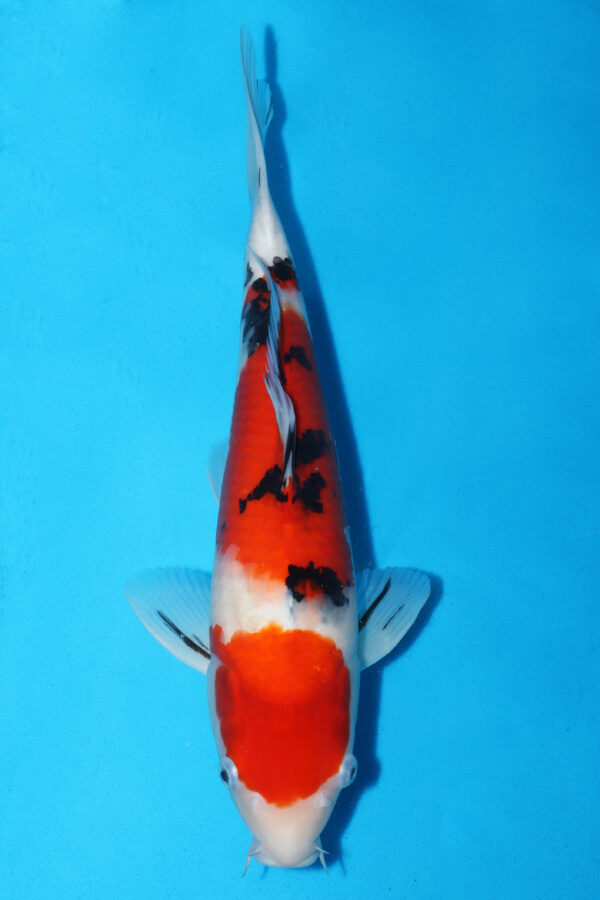 A2858 -  Auction koi - SFF BLOODLINE - PLEASE READ THE NOTES IN THE DESCRIPTION BEFORE BIDDING.