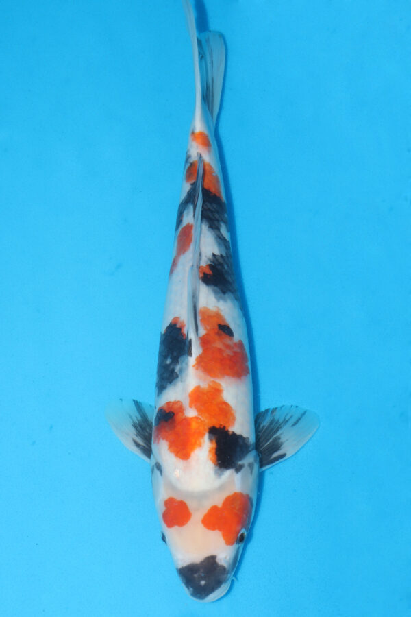 A2859  Auction koi - PLEASE READ THE NOTES IN THE DESCRIPTION BEFORE BIDDING.