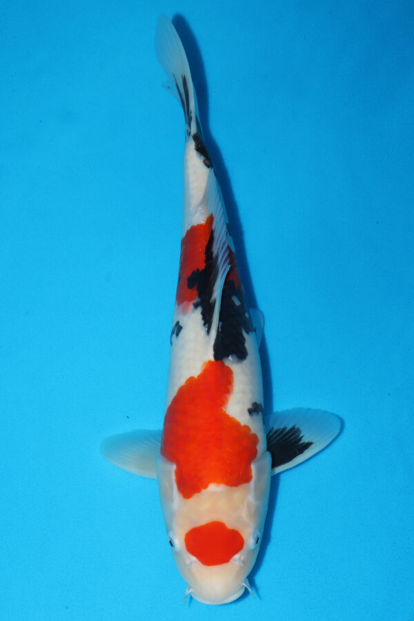 A2862  Auction koi - PLEASE READ THE NOTES IN THE DESCRIPTION BEFORE BIDDING.