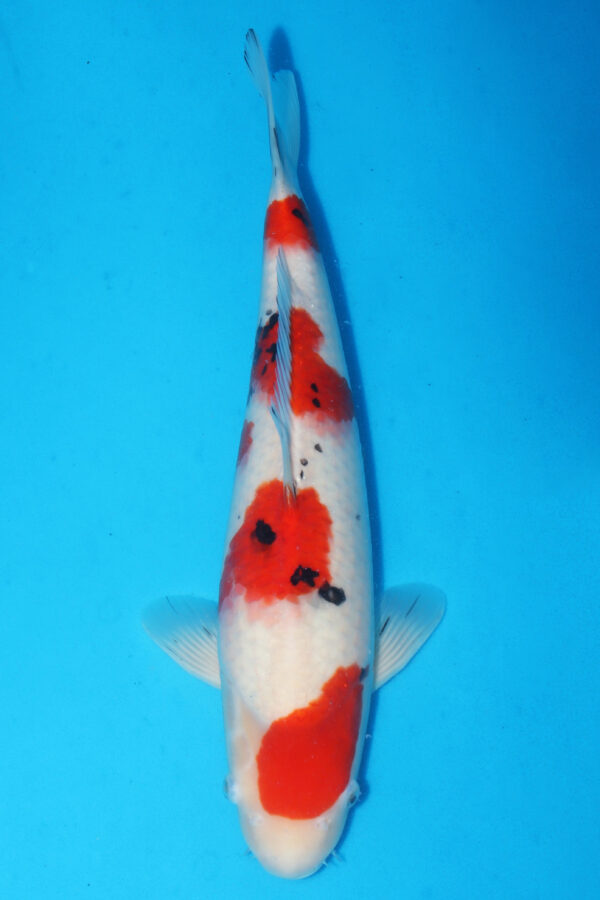 A2863  Auction koi - Over wintering available - PLEASE READ THE NOTES IN THE DESCRIPTION BEFORE BIDDING.