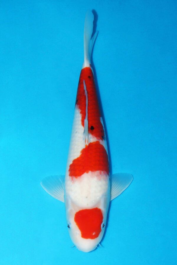 A2864  Auction koi - Over wintering available - PLEASE READ THE NOTES IN THE DESCRIPTION BEFORE BIDDING.