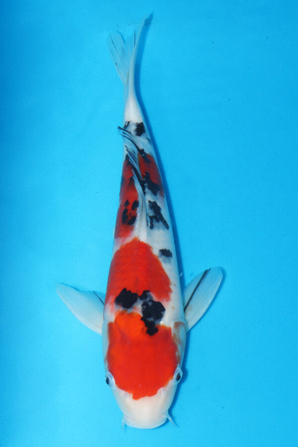 A2867 - Auction koi - PLEASE READ THE NOTES IN THE DESCRIPTION BEFORE BIDDING.