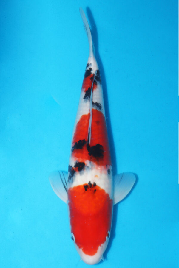 A2870 - Auction koi - SFF BLOOD LINE  PLEASE READ THE NOTES IN THE DESCRIPTION BEFORE BIDDING.