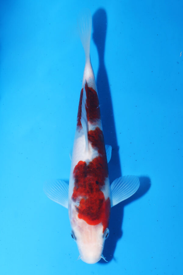 A2872 -  Auction koi - PLEASE READ THE NOTES IN THE DESCRIPTION BEFORE BIDDING.