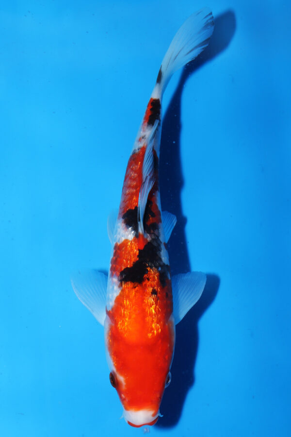 A2905  Auction koi- PLEASE READ THE NOTES IN THE DESCRIPTION BEFORE BIDDING.