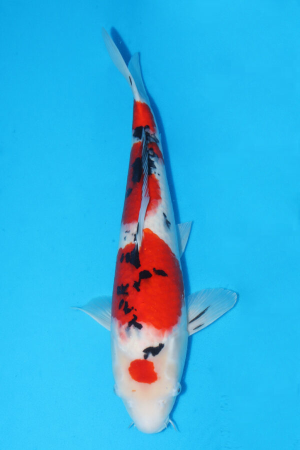 A2895  Auction koi- PLEASE READ THE NOTES IN THE DESCRIPTION BEFORE BIDDING.