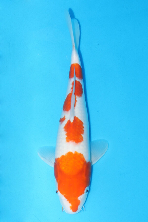 A3004  Auction koi - PLEASE READ THE NOTES IN THE DESCRIPTION BEFORE BIDDING.