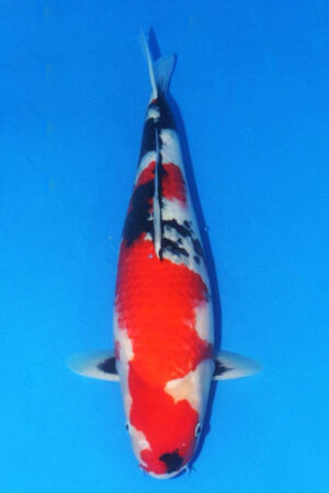 GK-4009 - Showa - Maruhide