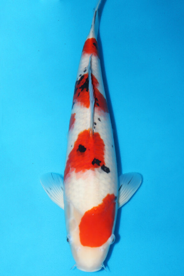 A2984 Auction koi- OVER WINTERING POSSIBLE PLEASE READ THE NOTES IN THE DESCRIPTION BEFORE BIDDING.