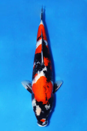 GK-3268 - Showa - Oya