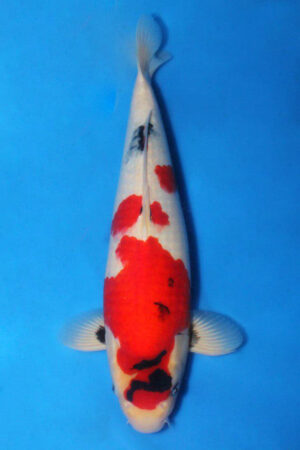 GK-4007 - Showa - Maruhide