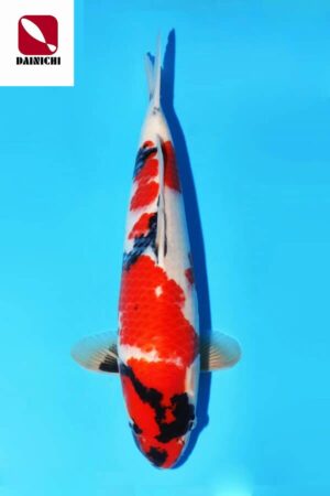 A-0142 - Showa - Dainichi