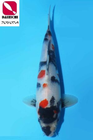 A-0194 - Showa - Dainichi