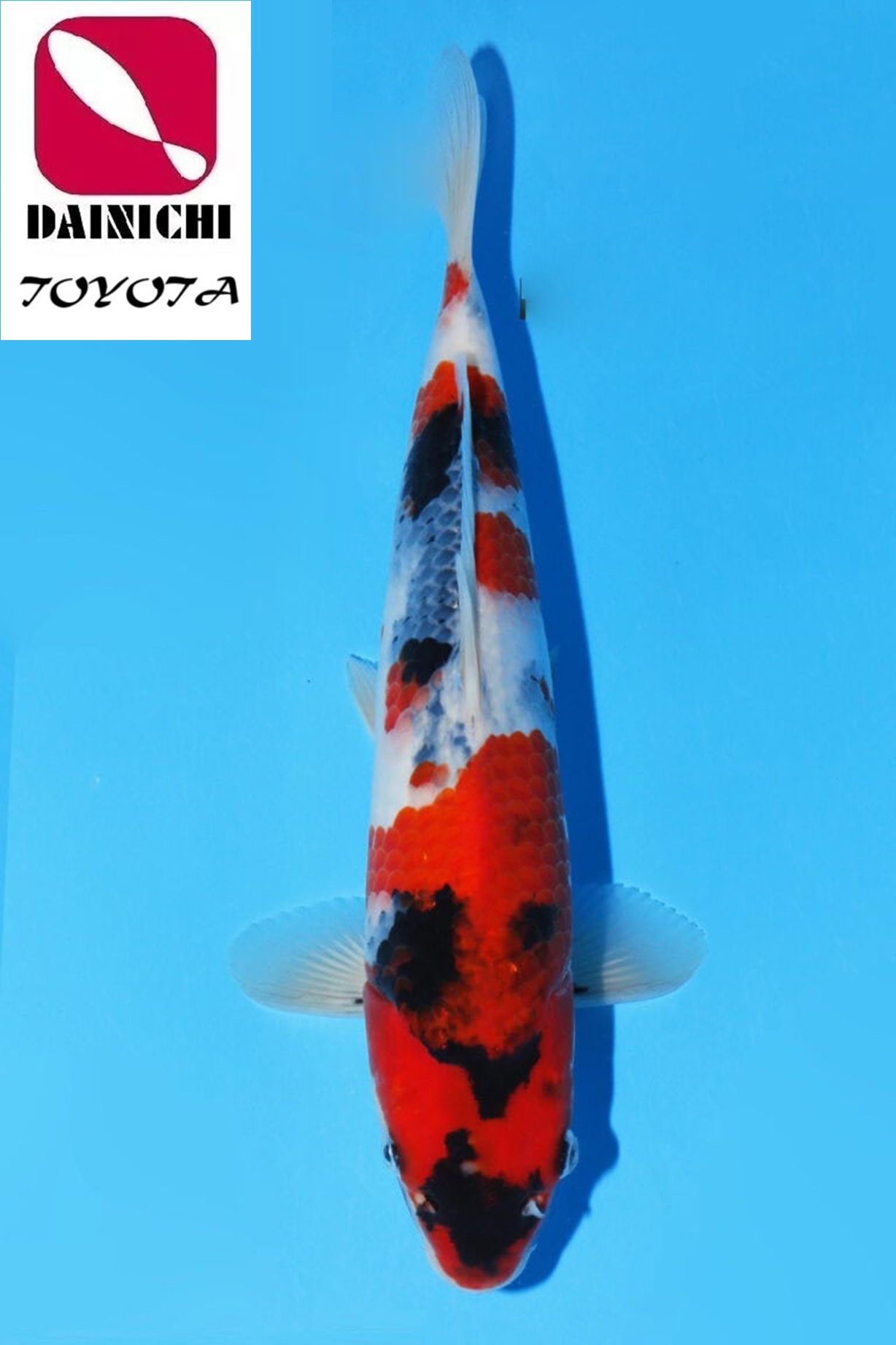 A-0211 - Showa - Dainichi