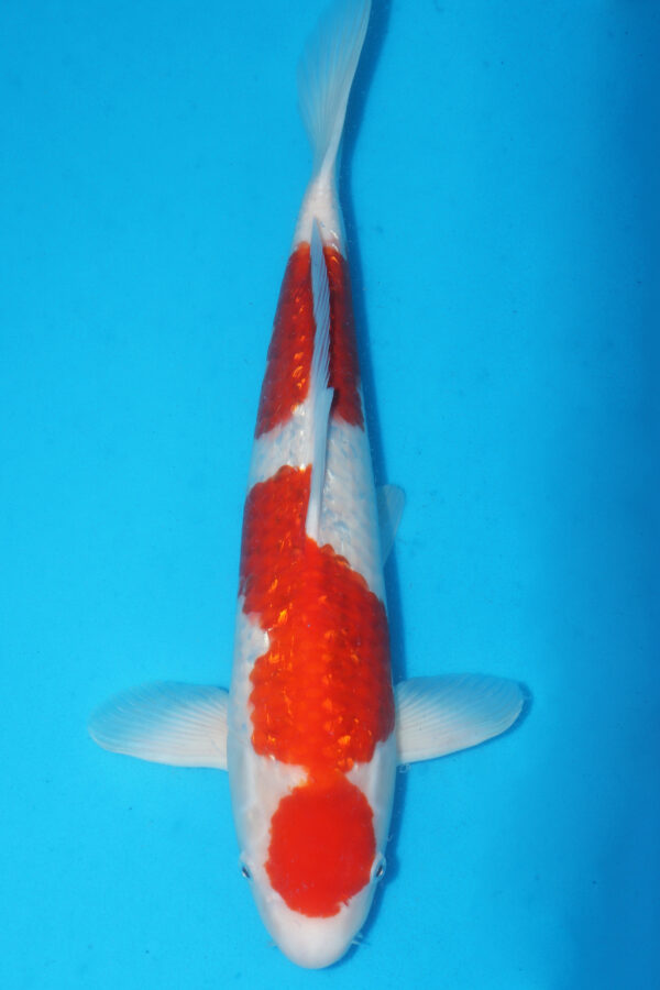 A2902  Auction koi- PLEASE READ THE NOTES IN THE DESCRIPTION BEFORE BIDDING.