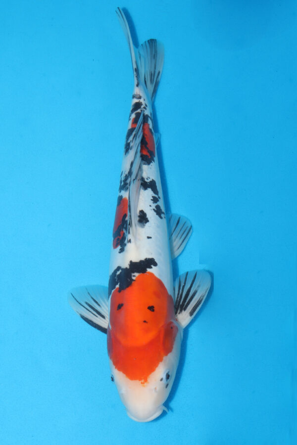 A2907  Auction koi- PLEASE READ THE NOTES IN THE DESCRIPTION BEFORE BIDDING.