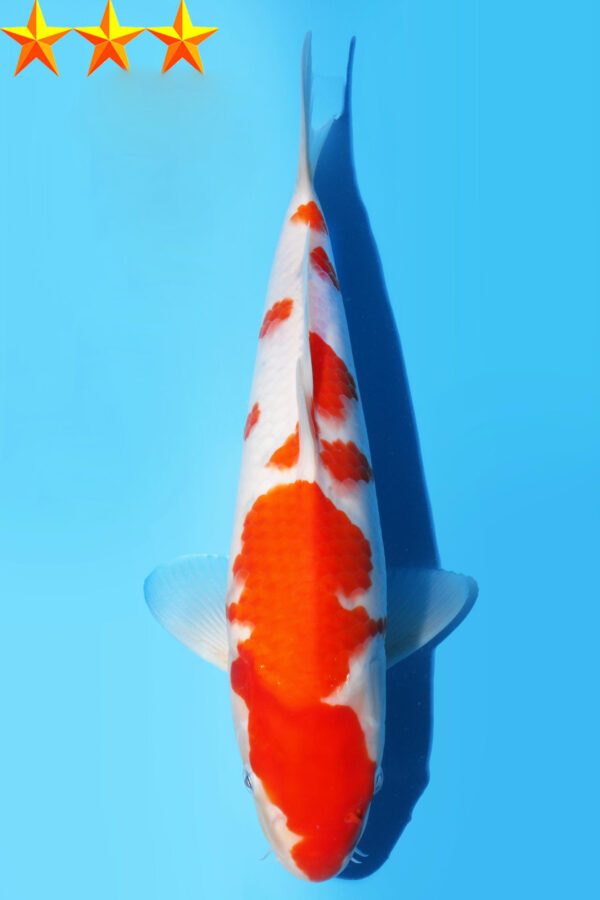 A2909  Auction koi- PLEASE READ THE NOTES IN THE DESCRIPTION BEFORE BIDDING.