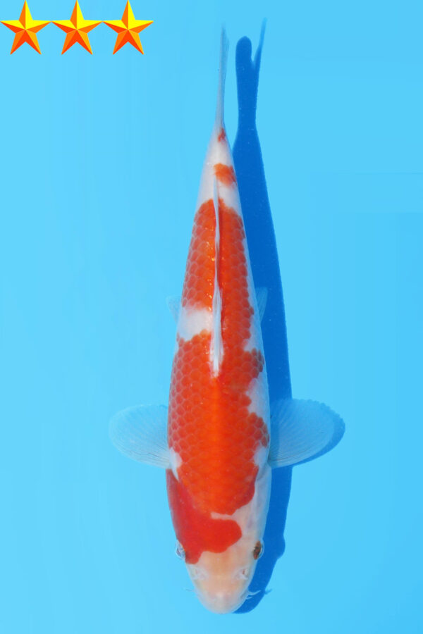 A2911  Auction koi- PLEASE READ THE NOTES IN THE DESCRIPTION BEFORE BIDDING.