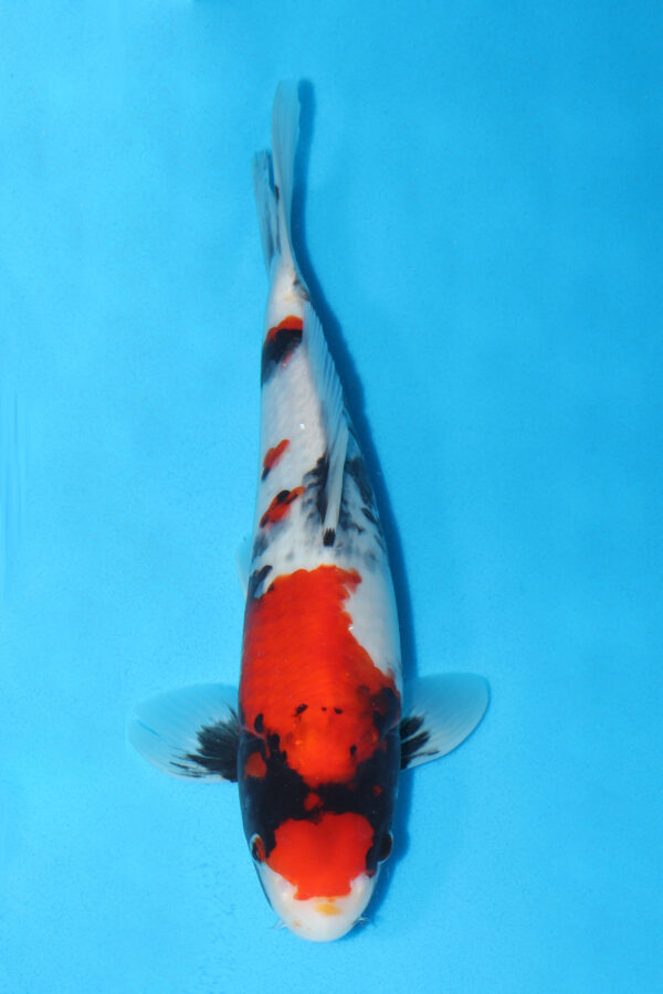 A2913  Auction koi- PLEASE READ THE NOTES IN THE DESCRIPTION BEFORE BIDDING. - Image 2