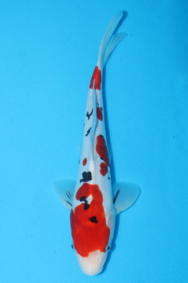 A2918  Auction koi- PLEASE READ THE NOTES IN THE DESCRIPTION BEFORE BIDDING.