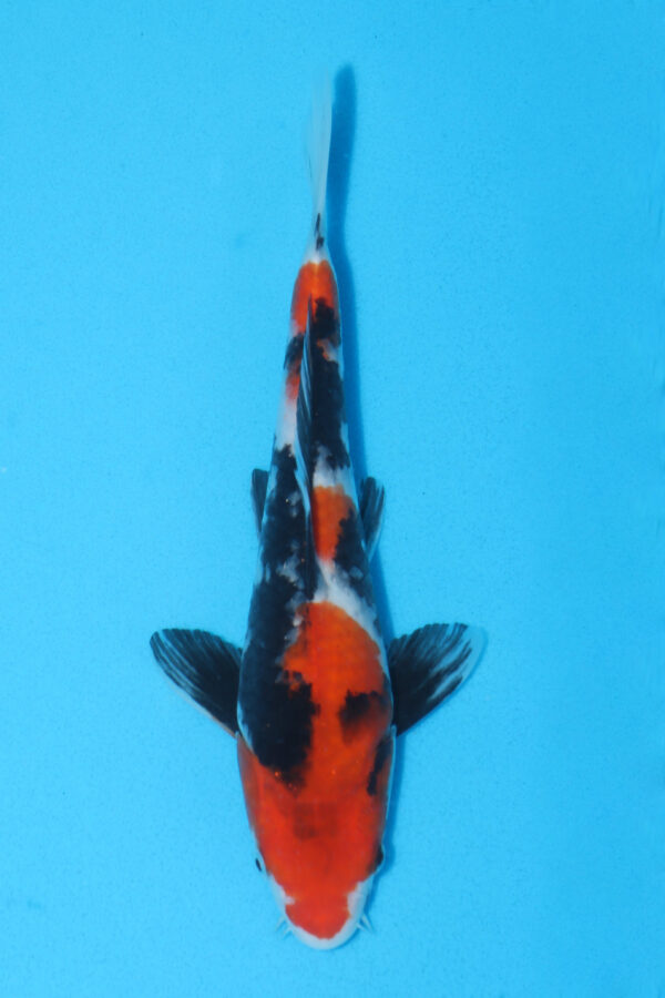 A2919  Auction koi- PLEASE READ THE NOTES IN THE DESCRIPTION BEFORE BIDDING.