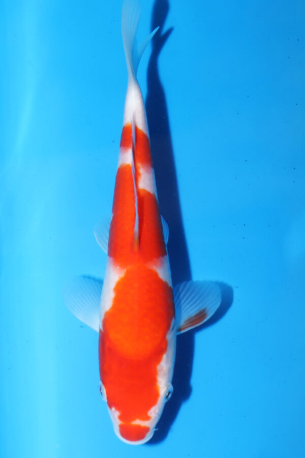 A2928 -  Auction koi - DAINICHI ! PLEASE READ THE NOTES IN THE DESCRIPTION BEFORE BIDDING.