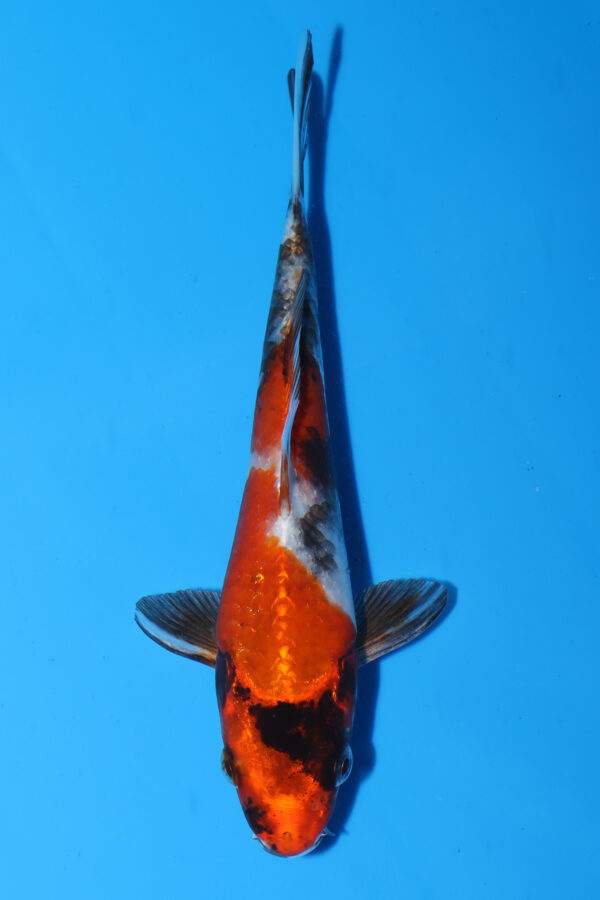 A2930 -  Auction koi - PLEASE READ THE NOTES IN THE DESCRIPTION BEFORE BIDDING.