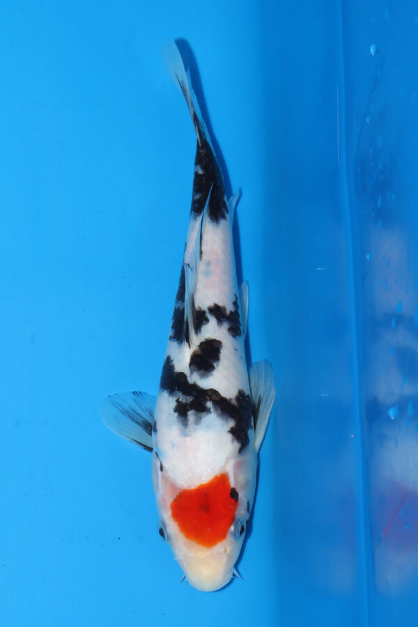 A2938 -  Auction koi - PLEASE READ THE NOTES IN THE DESCRIPTION BEFORE BIDDING.