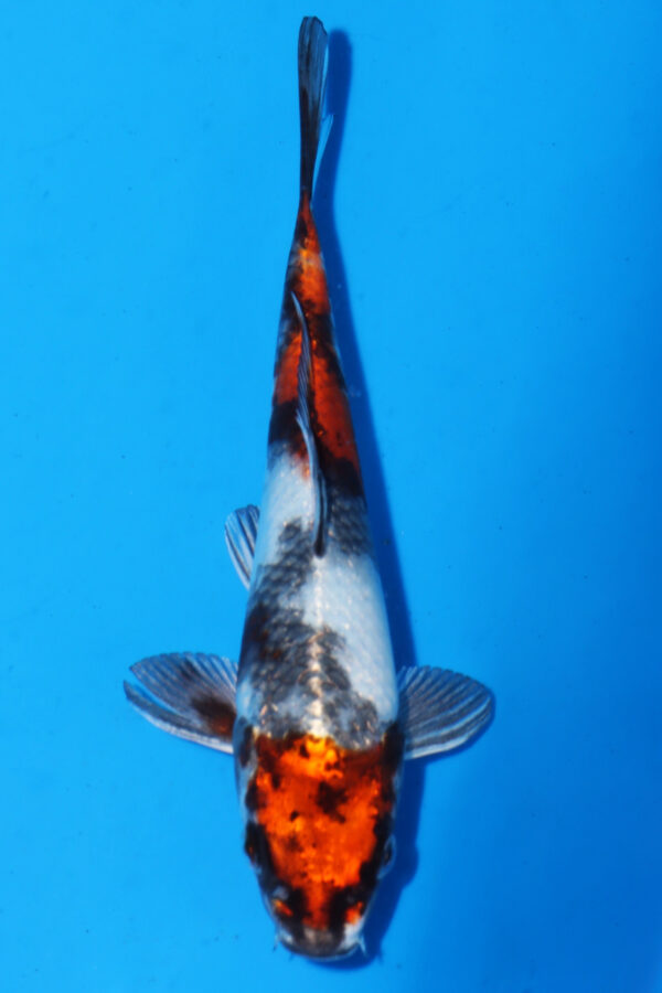 A2939 -  Auction koi - PLEASE READ THE NOTES IN THE DESCRIPTION BEFORE BIDDING.