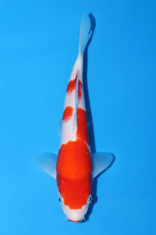 A2940 -  Auction koi - PLEASE READ THE NOTES IN THE DESCRIPTION BEFORE BIDDING.