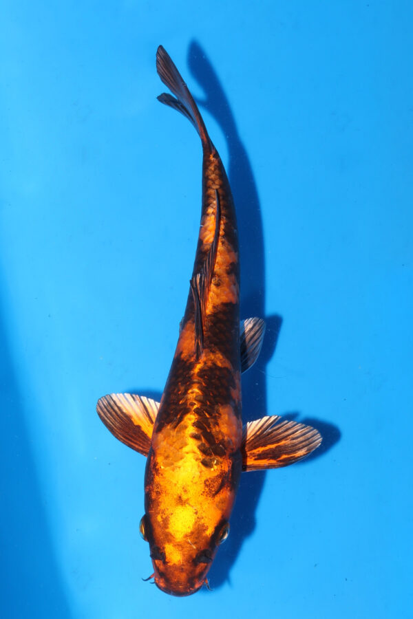 A2941 -  Auction koi - PLEASE READ THE NOTES IN THE DESCRIPTION BEFORE BIDDING.