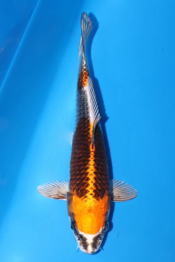 A2951  Auction koi- PLEASE READ THE NOTES IN THE DESCRIPTION BEFORE BIDDING.