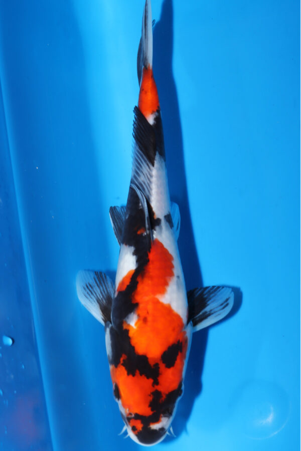 A2956 - Auction koi - PLEASE READ THE NOTES IN THE DESCRIPTION BEFORE BIDDING.