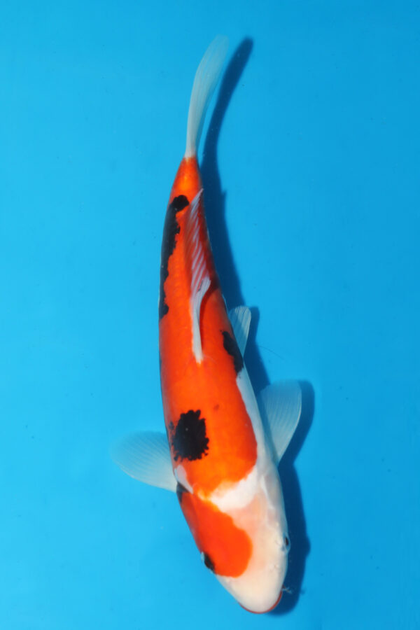 A3087  Auction koi-  PLEASE READ THE NOTES IN THE DESCRIPTION BEFORE BIDDING.