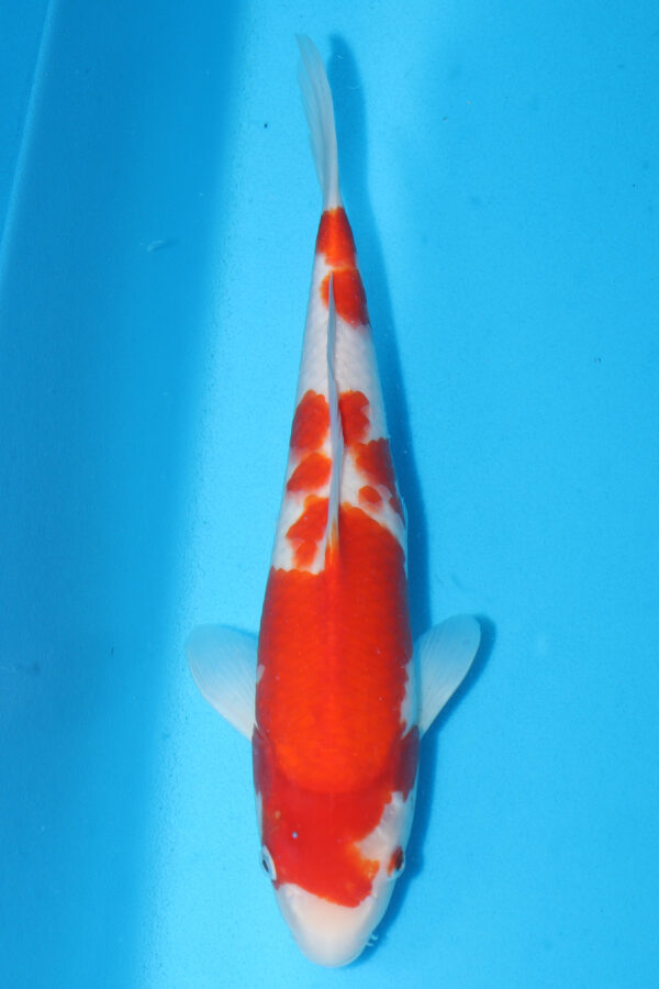 A2992 Auction koi- PLEASE READ THE NOTES IN THE DESCRIPTION BEFORE BIDDING. - Image 2