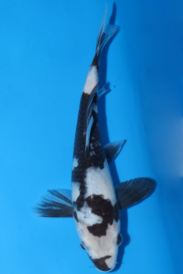 A3012 Auction koi- PLEASE READ THE NOTES IN THE DESCRIPTION BEFORE BIDDING.