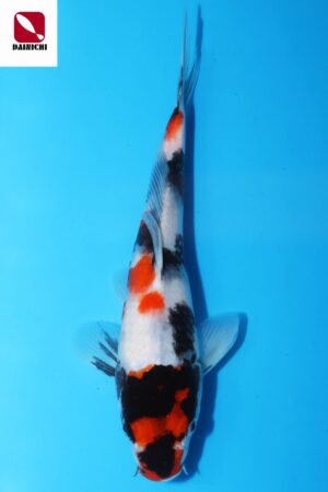 A-0010 - Showa - Dainichi