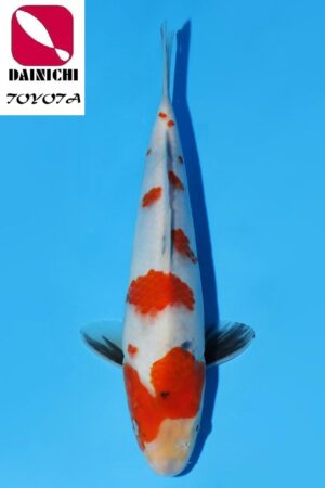 A-0206 - Showa - Dainichi