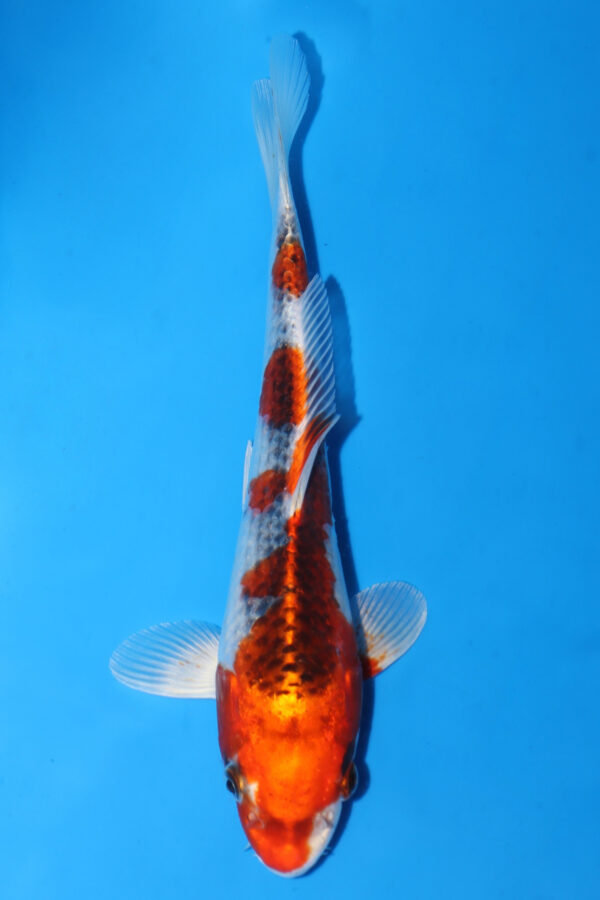 A2998 Auction koi- PLEASE READ THE NOTES IN THE DESCRIPTION BEFORE BIDDING.