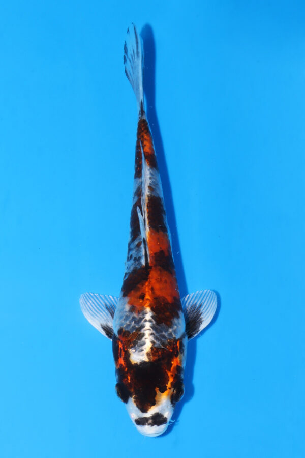 A2999 Auction koi- PLEASE READ THE NOTES IN THE DESCRIPTION BEFORE BIDDING.