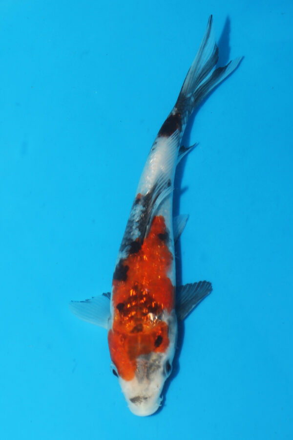 A3000 Auction koi- PLEASE READ THE NOTES IN THE DESCRIPTION BEFORE BIDDING.