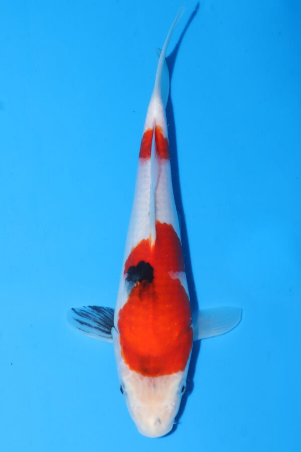 A3002 Auction koi- PLEASE READ THE NOTES IN THE DESCRIPTION BEFORE BIDDING.