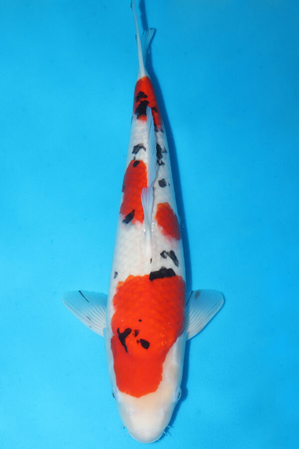 A3009 - Auction koi - PLEASE READ THE NOTES IN THE DESCRIPTION BEFORE BIDDING.