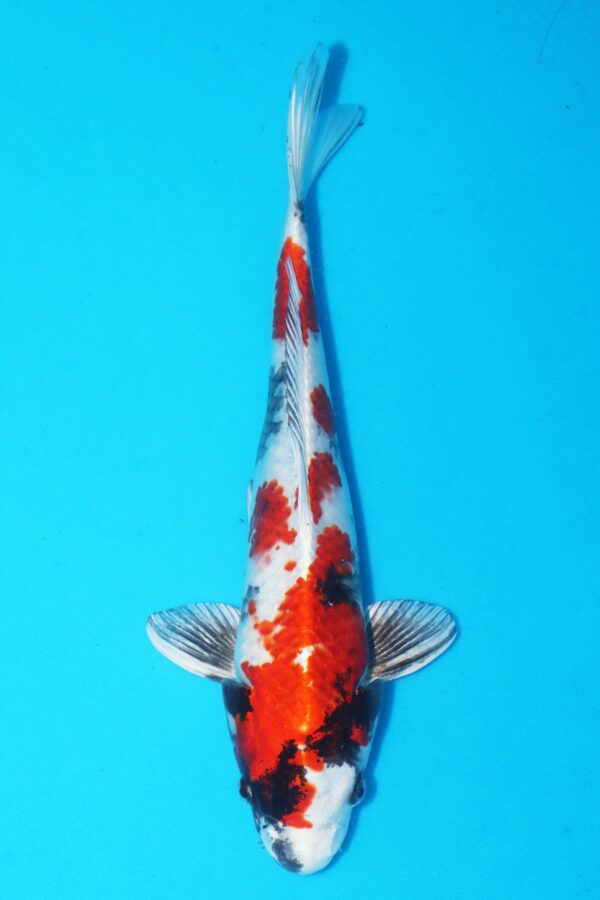 A3024 Auction koi- PLEASE READ THE NOTES IN THE DESCRIPTION BEFORE BIDDING.