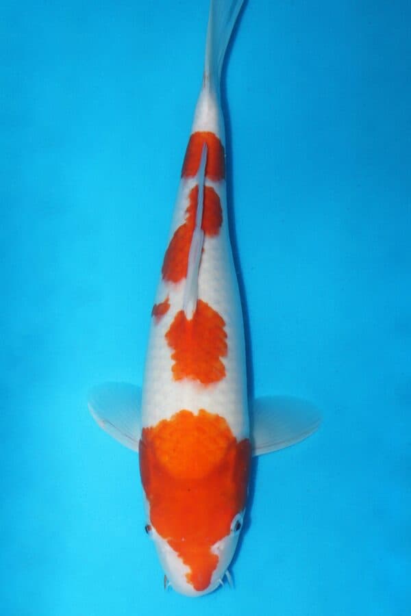 A3027 Auction koi- PLEASE READ THE NOTES IN THE DESCRIPTION BEFORE BIDDING.