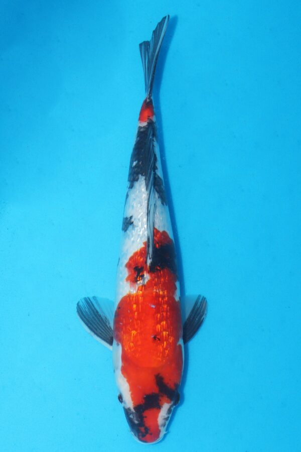 A3029 Auction koi- PLEASE READ THE NOTES IN THE DESCRIPTION BEFORE BIDDING.