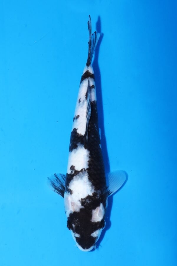 A3060 Auction koi- PLEASE READ THE NOTES IN THE DESCRIPTION BEFORE BIDDING.